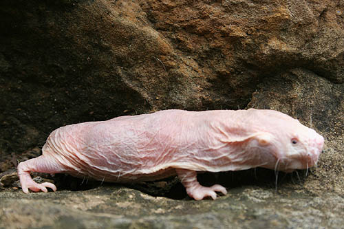 About | The Naked Mole-Rat Genome Resource