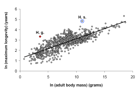 Species longevity showing the naked mole-rat as an outlier outside of the general trend, with a high longetivity but low body mass